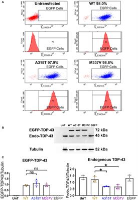 TDP-43 Mutation Affects Stress Granule Dynamics in Differentiated NSC-34 Motoneuron-Like Cells